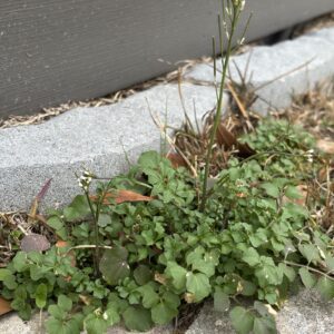 Hairy Bittercress growing in the crack of a curb.