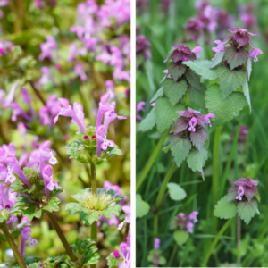 Henbit and Purple Deadnettle plants