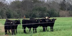 Black feeder calves standing in a pasture that uses temporary fencing.