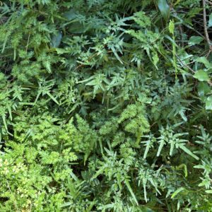 Japanese climbing fern