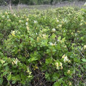 Japanese honeysuckle