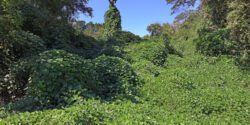 Kudzu that has overgrown a wooded area, climbing up the trees.