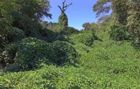 Kudzu that has overgrown a wooded area, climbing up the trees.