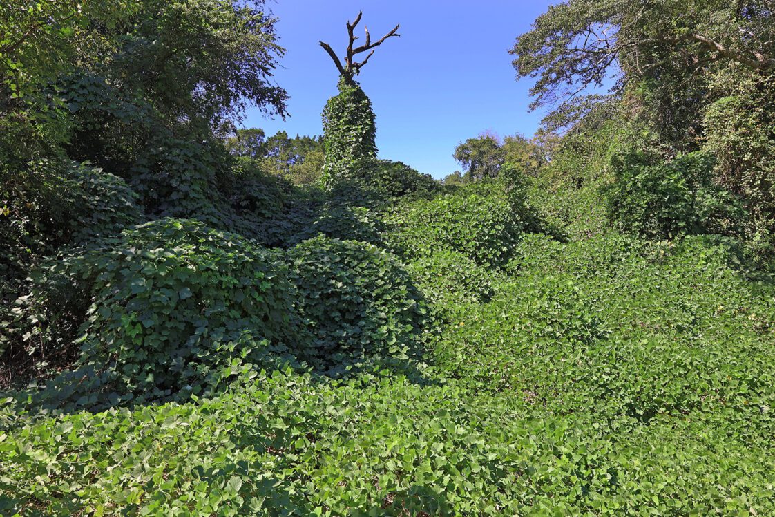 Kudzu that has overgrown a wooded area, climbing up the trees.