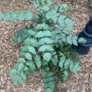 An image that shows the leatherleaf mahonia's tiered appearance.
