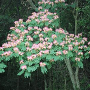 Mimosa or Silktree