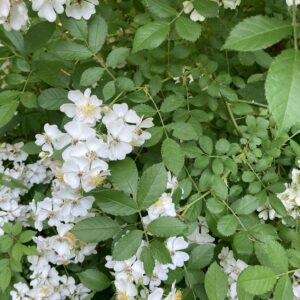 Multiflora rose (Rosa multiflora)