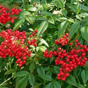 Nandina plant with bright red berries.