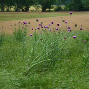 Non-native Thistles