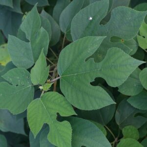 Paper mulberry (Broussonetia papyrifera)