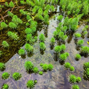 Parrot feather plant