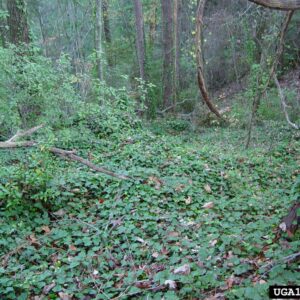 English ivy infestation.