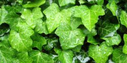 English ivy leaves.