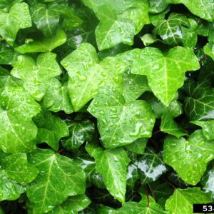 English ivy leaves.