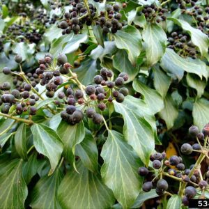 English Ivy fruit