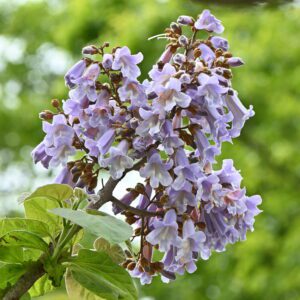 Princess tree (Paulownia tomentosa)