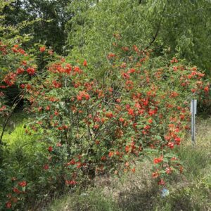 Rattlebox or Red sesbania