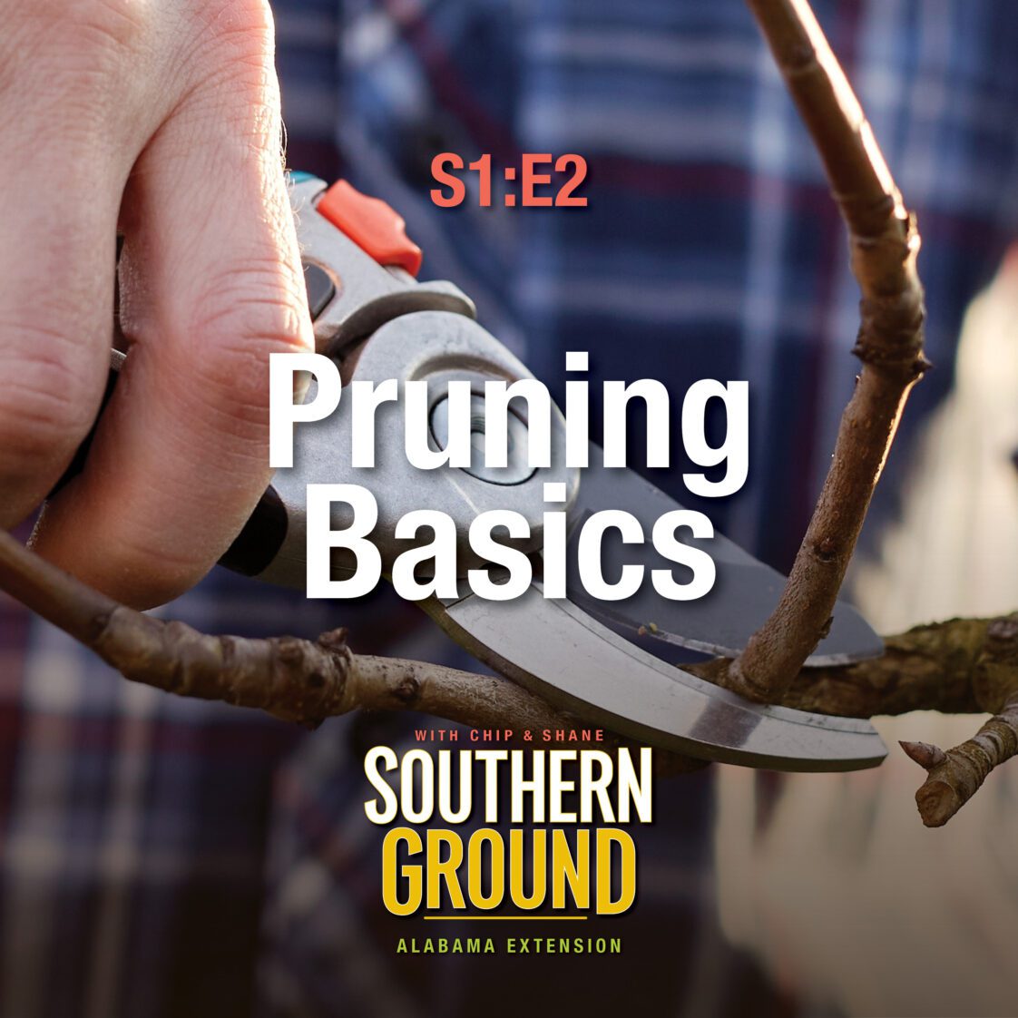 A square image of a person pruning a limb. The image has the following words S1E2 Pruning Basics and the Southern Ground Alabama Extension logo at the bottom.