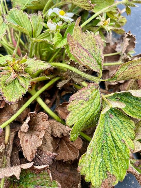 Figure 1. Spider mites in strawberry plant, Hayden, Alabama