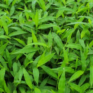 Japanese stiltgrass