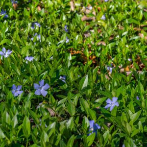 Periwinkle plant