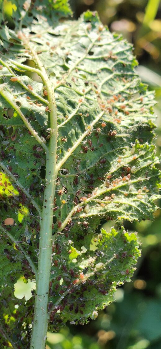 aphid leaf damage