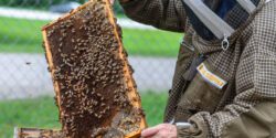 A beekeeper holding a hive tray with bees on it.