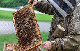 A beekeeper holding a hive tray with bees on it.