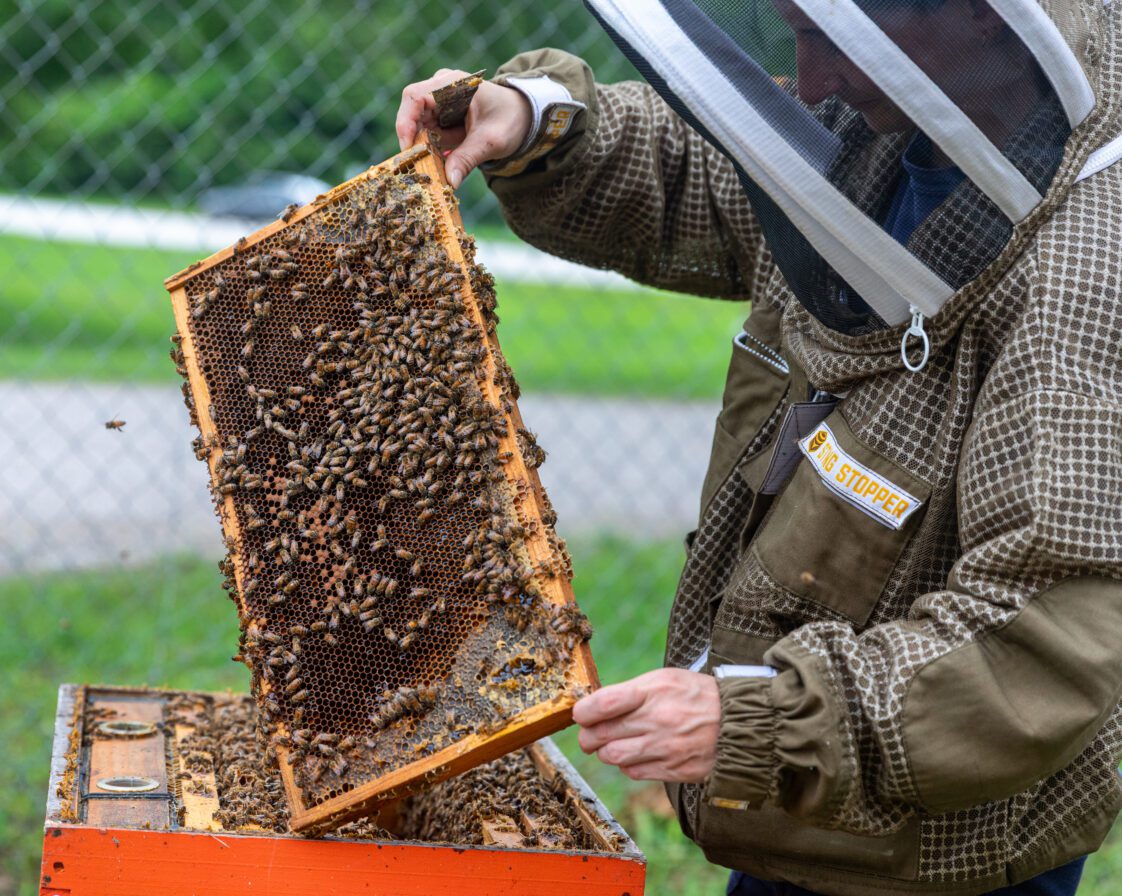 A beekeeper holding a hive tray with bees on it.