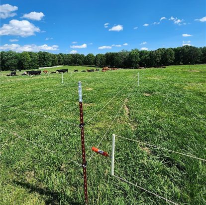 A green pasture divided into paddocks using temporary electric fencing with cows in the background.