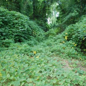 Kudzu