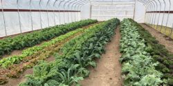 Different types of leafy greens growing inside a high tunnel.