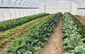 Different types of leafy greens growing inside a high tunnel.