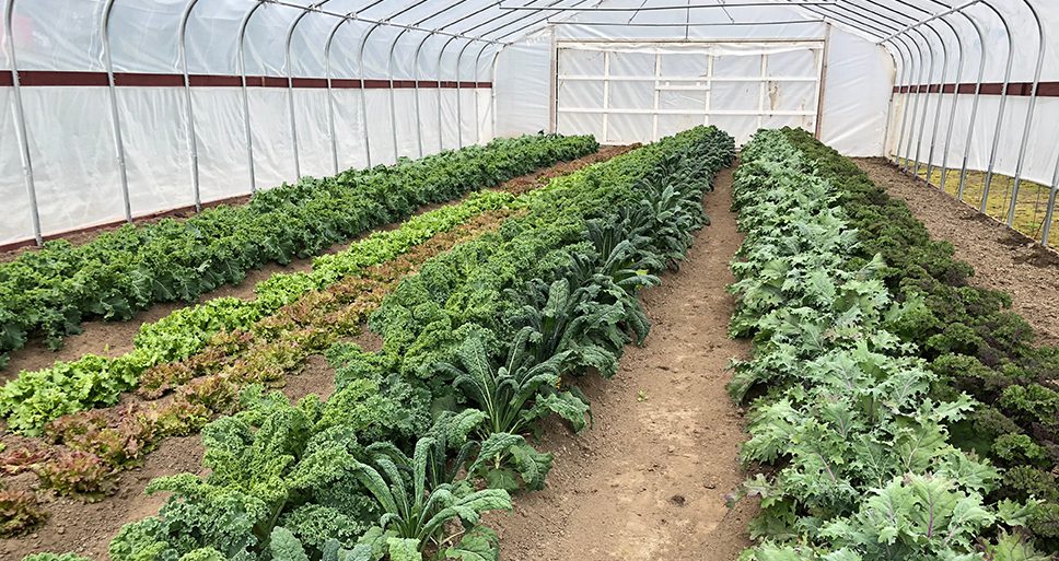 Different types of leafy greens growing inside a high tunnel.