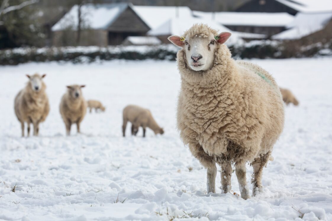 Sheep standing in a snowy pasture with blurred buildings in the background.