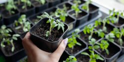 A tray of tomato transplants that were grown from seeds indoors.