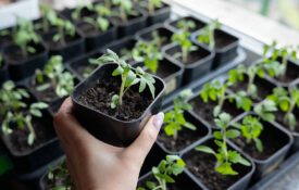 A tray of tomato transplants that were grown from seeds indoors.