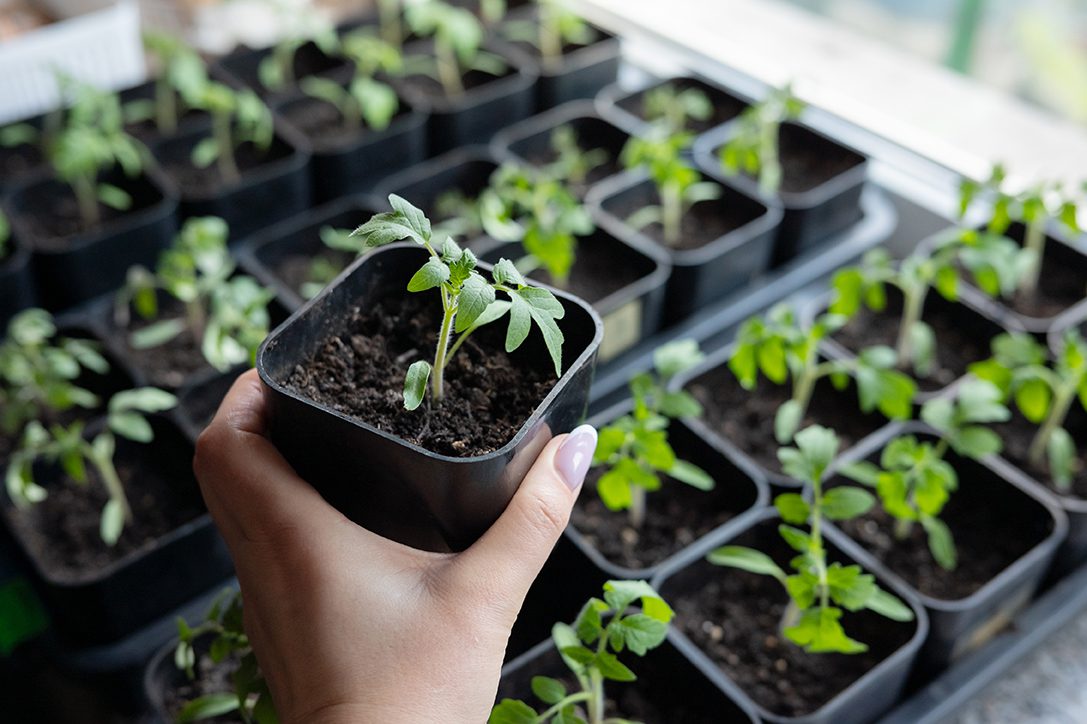 A tray of tomato transplants that were grown from seeds indoors.