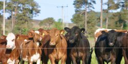 Cattle standing at electric fence.