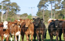 Cattle standing at electric fence.