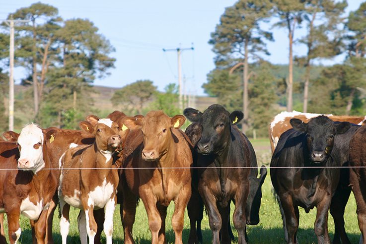 Cattle standing at electric fence.