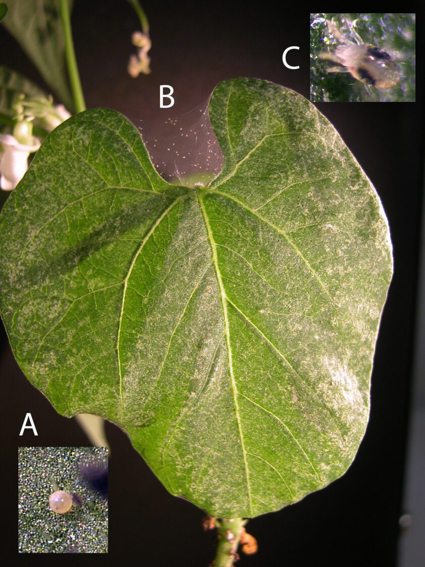Figure 2. Key scouting indicators of two-spotted spider mites: A. Translucent to pearly white eggs laid on the underside of leaves B. Webbing across leaves and stems at advanced infestation stages C. Adult mites showing two characteristic dark spots (Photo credit: David Riley, UGA)