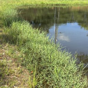 Torpedograss