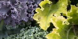 A close-up image of leafy green vegetables that are purple, light green, and dark green.