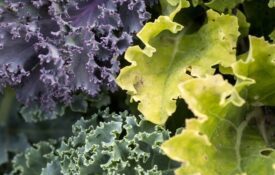 A close-up image of leafy green vegetables that are purple, light green, and dark green.