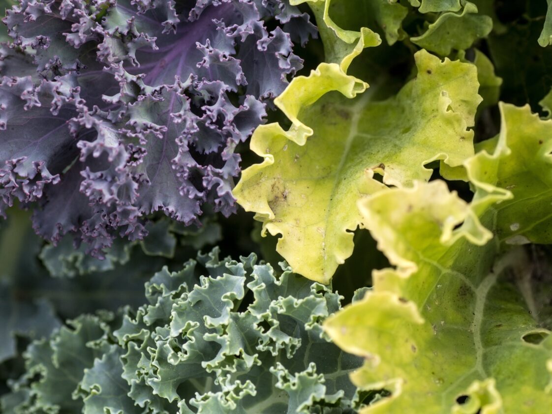 A close-up image of leafy green vegetables that are purple, light green, and dark green.