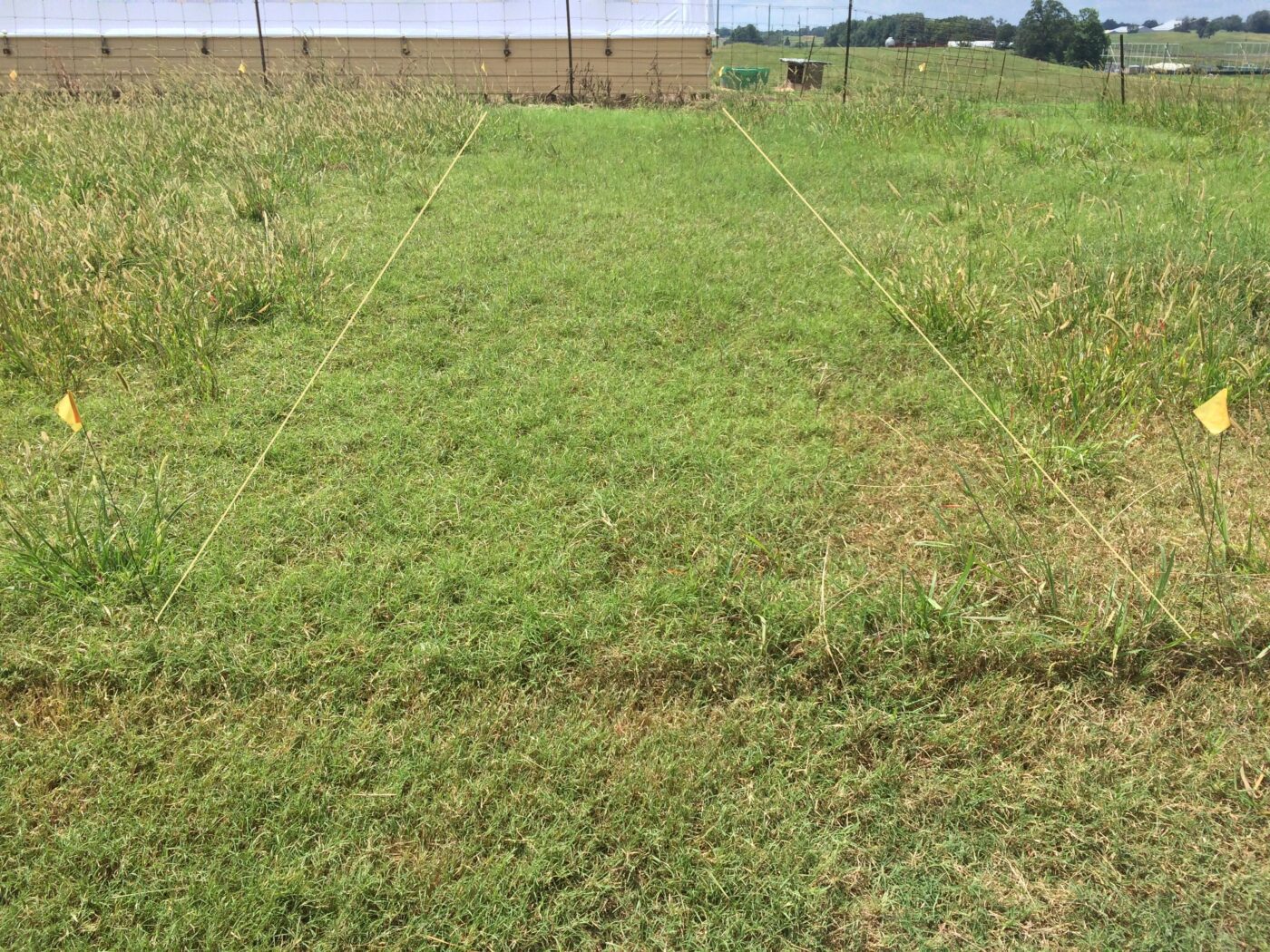 Annual yellow foxtail control 5 ½ months after a February application using 3 fluid ounces per acre of Rezilon.