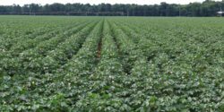 A field of cotton in the bloom stage.