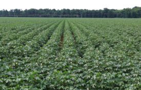 A field of cotton in the bloom stage.