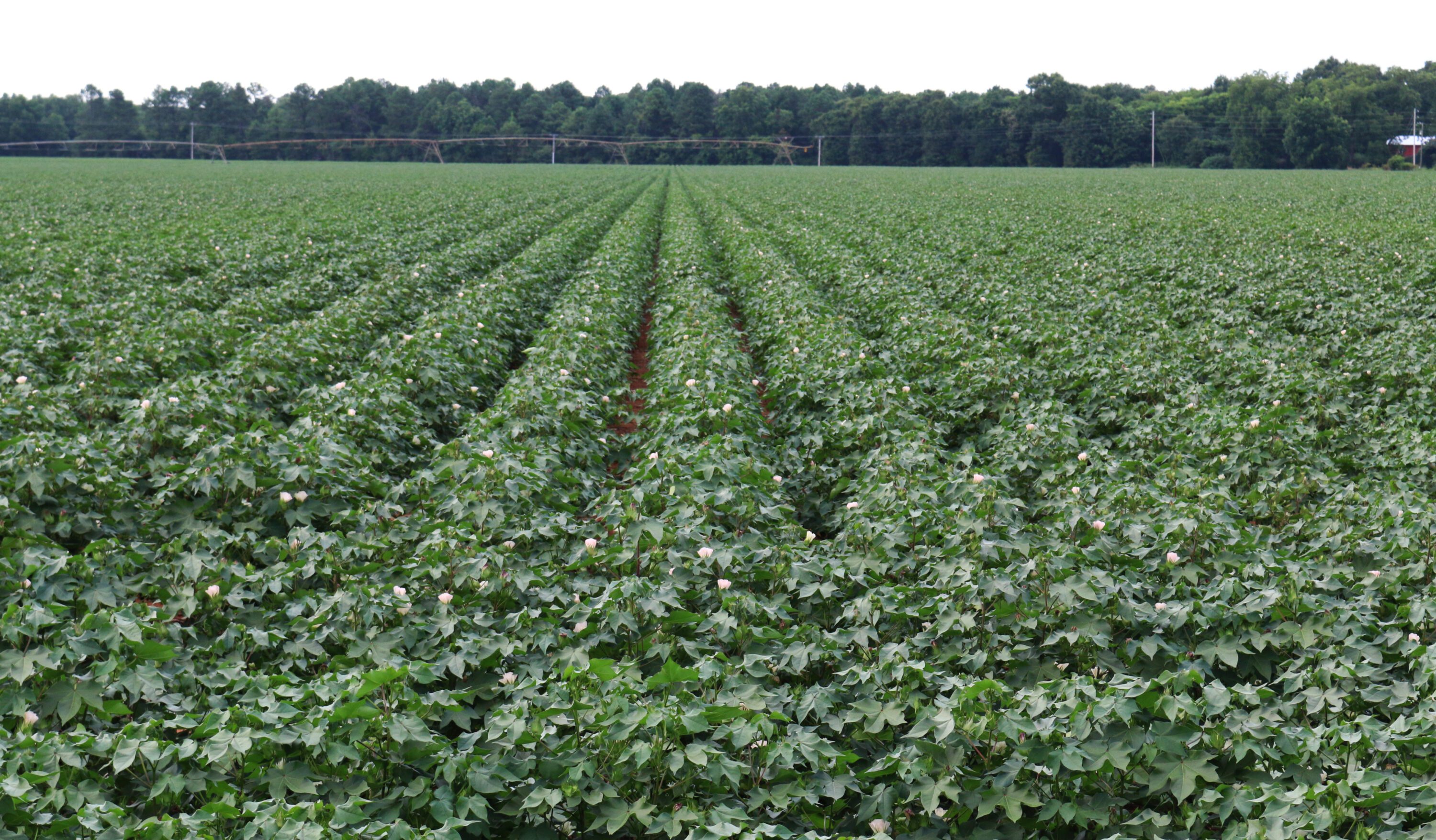 A field of cotton in the bloom stage.